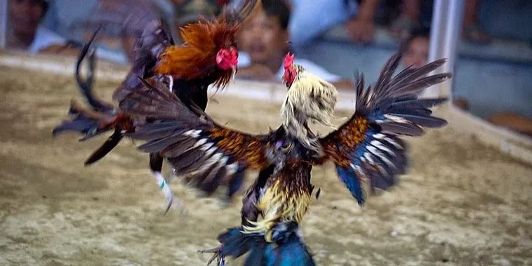 Khám Phá Thế Giới Đá Gà 188BET: Trải Nghiệm Cá Cược Đẳng Cấp